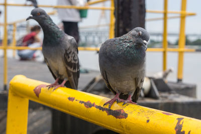 Close-up of pigeons perching on metal railing