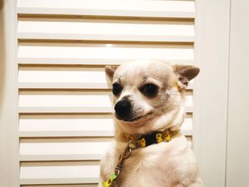 Portrait of dog looking away