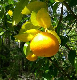 Close-up of fruits on tree