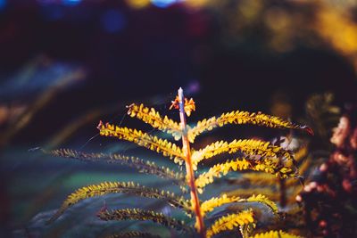 Close-up of yellow flowering plant