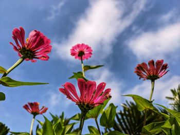 Close-up of pink flowers against sky