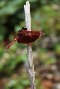 Close-up of insect on leaf