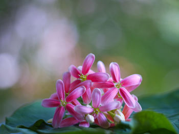 Close-up of pink flowering plant