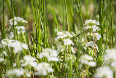 Close-up of flowers