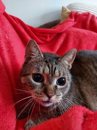 Close-up portrait of a cat