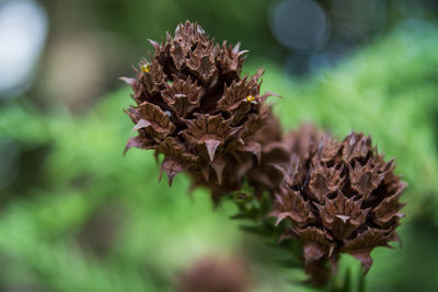 Close-up of flower against blurred background