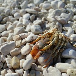 Close-up of crustacean on pebbles at beach