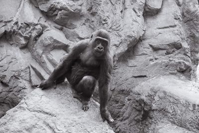 Squirrel on rock at zoo