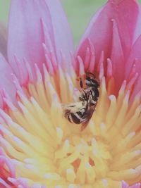 Close-up of bee on pink flower