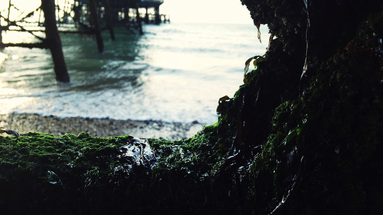 VIEW OF TREE TRUNK BY SEA