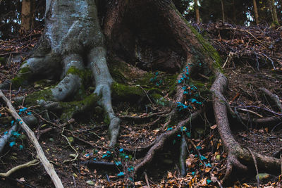 Trees in forest