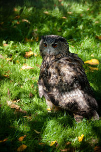 Close-up portrait of owl perching on field