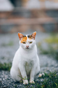 Portrait of cat sitting on field