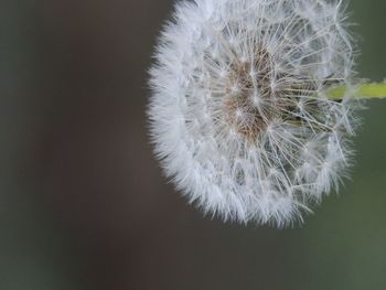 Close-up of dandelion flower