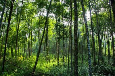 View of trees in forest