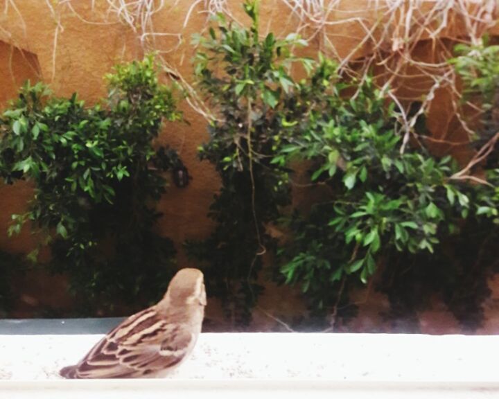 CLOSE-UP OF BIRD BY PLANTS