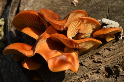Close-up of orange mushroom on field