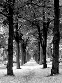 Empty footpath along trees