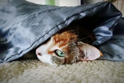 Portrait of cat lying on bed