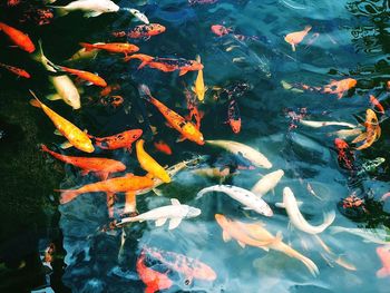 High angle view of koi carps swimming in pond