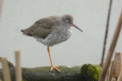 Close-up of bird perching on plant