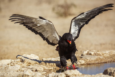 Bird flying over lake