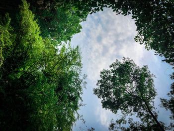 Low angle view of trees against sky