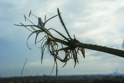 Low angle view of dead plant against sky