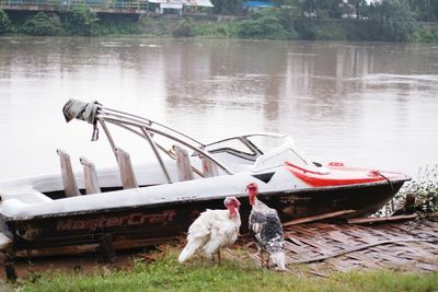 View of dog on boat moored in lake