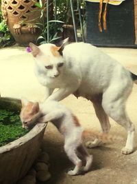Cat sitting outdoors