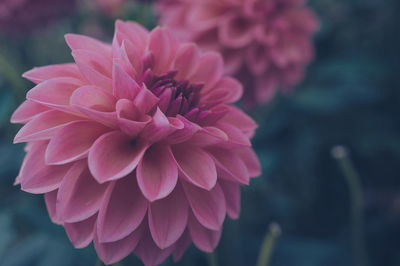 Close-up of pink dahlia flower