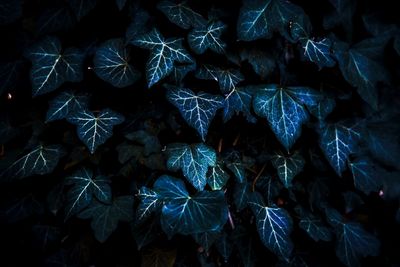 Full frame shot of plants