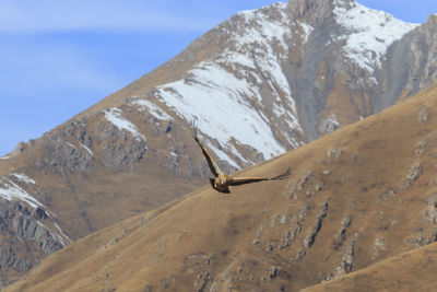 Vulture flying against mountains