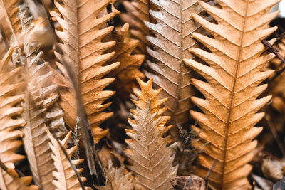 Close-up of dry leaves