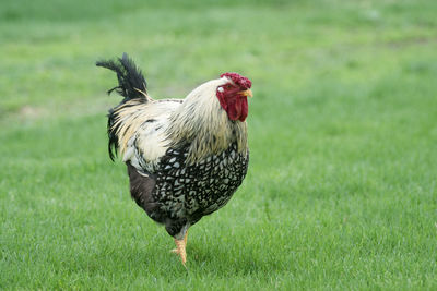 Close-up of rooster on field