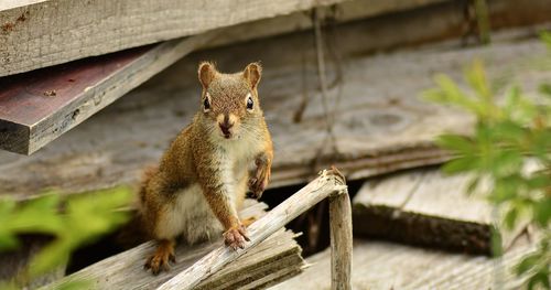 Portrait of squirrel