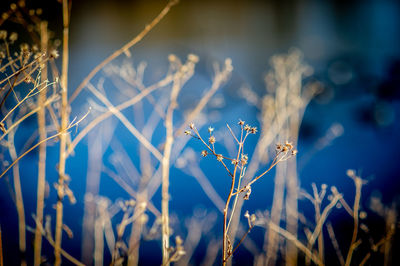 Close-up of flowering plant on field