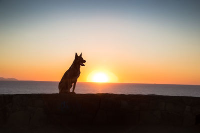 Silhouette dog sitting at beach against clear sky during sunset