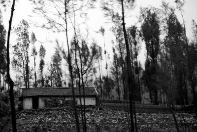 Trees on field in forest