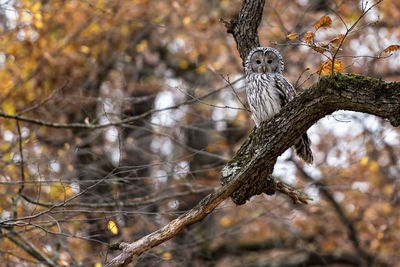 Close-up of bird perching on branch