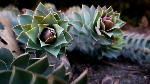 Close-up of succulent plant