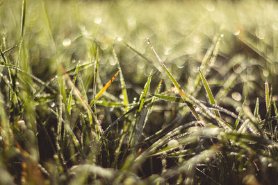 Close-up of wet plants during rainy season