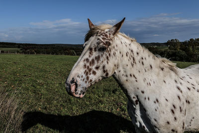 Horse in a field