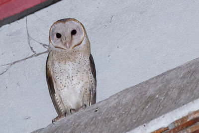 Portrait of bird against wall