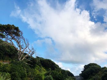 Low angle view of trees against sky