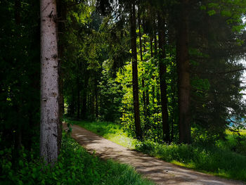 Walkway amidst trees in forest