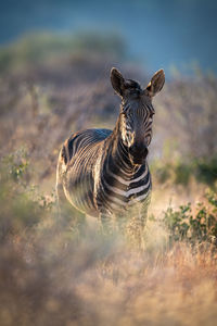 Hartmann mountain zebra stands among blurred bushes