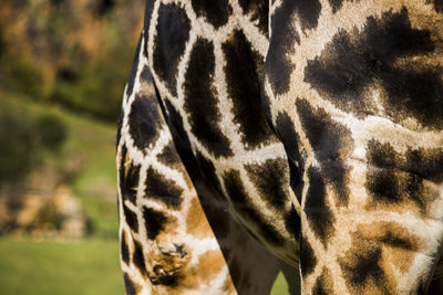 Close-up of horse grazing