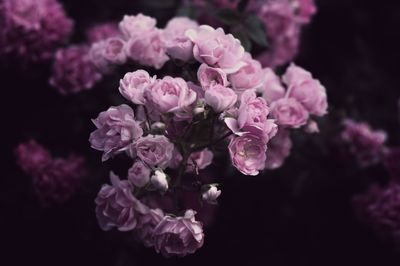 Close-up of flowers blooming outdoors