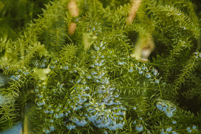 Full frame shot of wet leaves